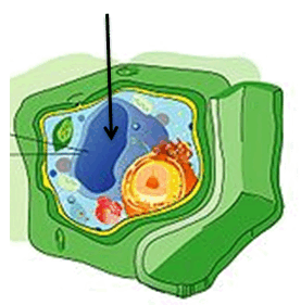 08015t6v-b5a4-277x281.png