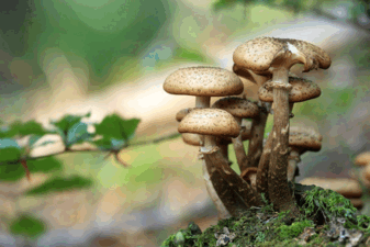 08015t8h-9fcf-337x225.png