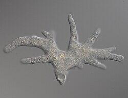 File:Amoeba proteus with many pseudopodia.jpg