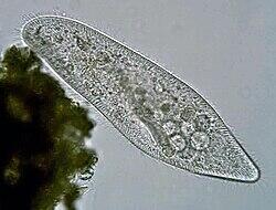 File:Paramecium caudatum Ehrenberg, 1833.jpg