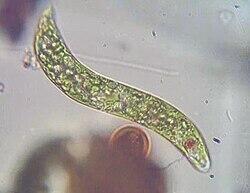 File:Photosynthetic euglenid.jpg