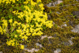 08015tc1-590b-268x179.png