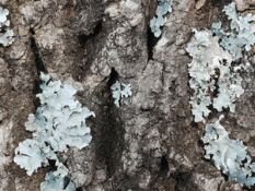 08015tc5-e703-233x175.png