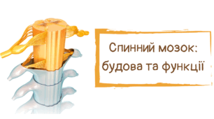 Презентація "Спинний мозок: будова та функції"