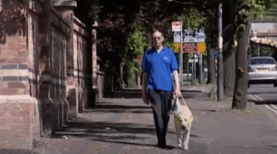 Guide dogs for the blind