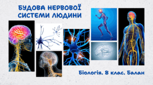 Будова нервової системи людини. 8 клас НУШ