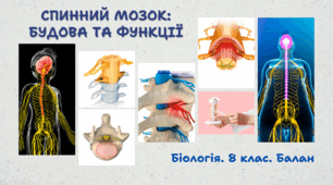 Спинний мозок: будова та функції. 8 клас НУШ
