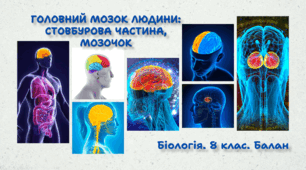 Головний мозок людини: стовбурова частина, мозочок. 8 клас НУШ
