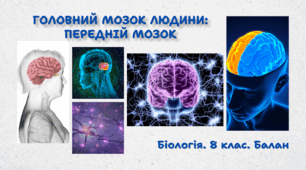 Головний мозок людини: передній мозок. 8 клас НУШ