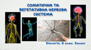 Соматична та вегетативна нервова система. 8 клас НУШ