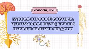 Презентація до уроку на тему "БУДОВА НЕРВОВОЇ СИСТЕМИ. ЦЕНТРАЛЬНА І ПЕРИФЕРИЧНА НЕРВОВІ СИСТЕМИ ЛЮДИНИ"