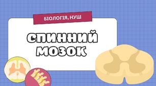 Презентація до уроку "Спинний мозок"