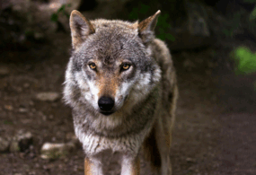 08015z3s-de04-285x195.png