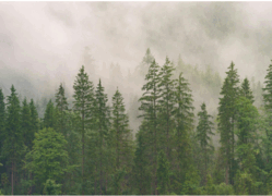 08015z5g-f91c-249x180.png