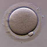 080162yr-c6be-163x163.jpg