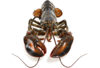 080168x9-3b3f-198x135.png