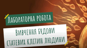 Лабораторна робота «Вивчення будови статевих клітин людини»