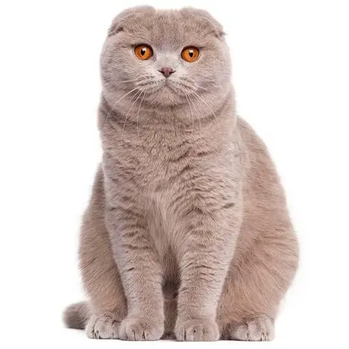 08016h5e-35e8-510x510.webp