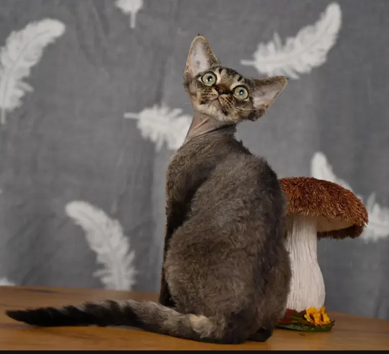 08016hjx-707b-767x699.webp