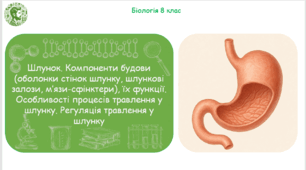 Презентація, конспект уроку та робочі аркуші на тему "Шлунок. Компоненти будови (оболонки стінок шлунку, шлункові залози, м’язи-сфінктери), їх функції. Особливості процесів травлення у шлунку. Регуляція травлення у шлунку". 8 клас НУШ