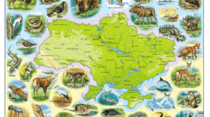 Тваринний світ України. Робочий аркуш для учнів до теми Тваринний світ України
