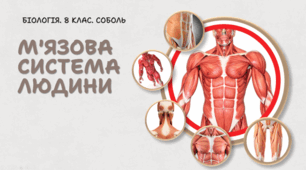 М'язова система людини. 8 клас НУШ