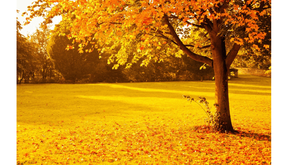 08016rmu-c34e-940x529.png