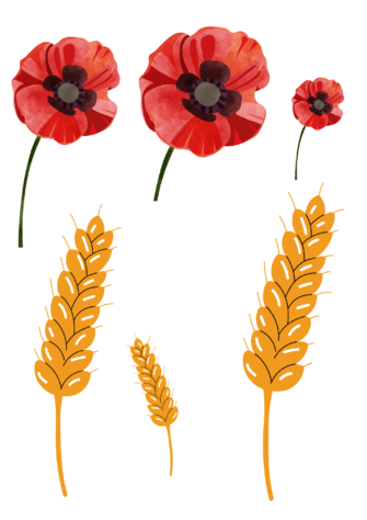 08016to6-f7fb-335x474.png