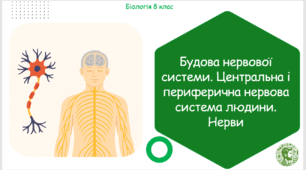 Презентація, конспект уроку та робочі аркуші на тему "Будова нервової системи. Центральна і периферична нервова система людини. Нерви". 8 клас НУШ