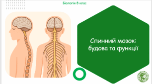 Презентація, конспект уроку та робочі аркуші на тему "Спинний мозок: будова та функції". 8 клас НУШ