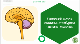 Презентація, конспект уроку та робочі аркуші на тему "Головний мозок людини: стовбурова частина, мозочок". 8 клас НУШ