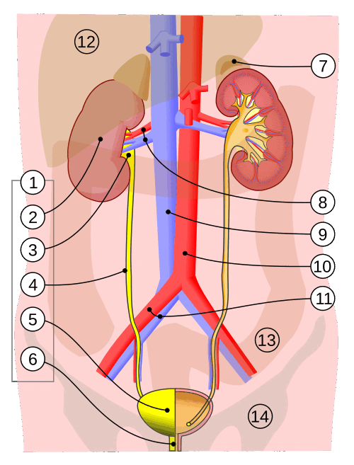 08016ym3-536a-500x657.png