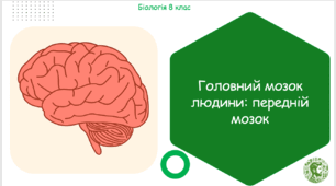 Презентація, конспект уроку та робочі аркуші на тему "Головний мозок людини: передній мозок". 8 клас НУШ