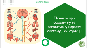 Презентація, конспект уроку та робочі аркуші на тему "Поняття про соматичну та вегетативну нервову систему, їхні функції". 8 клас НУШ