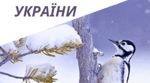 Збірник зимуючих птахів України