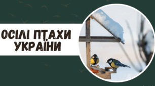 Презентація "Осілі птахи України"