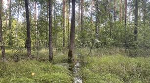 Ранок у лісі
