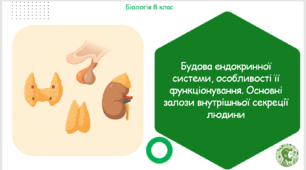 Презентація, конспект уроку та робочі аркуші на тему "Будова ендокринної системи, особливості її функціонування. Основні залози внутрішньої секреції людини". 8 клас НУШ