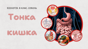 8 клас НУШ. Тонка кишка
