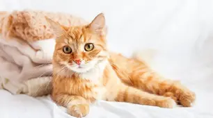 8 серпня - Міжнародний день кота