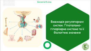 Презентація, конспект уроку та робочі аркуші на тему "Взаємодія регуляторних систем. Гіпоталамо-гіпофізарна система та її біологічне значення". 8 клас НУШ