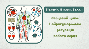 8 клас НУШ. Серцевий цикл. Нейрогуморальна регуляція роботи серця