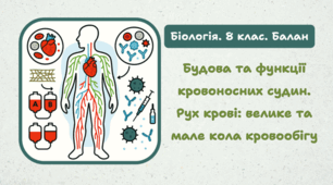 8 клас НУШ. Будова та функції кровоносних судин. Рух крові: велике та мале кола кровообігу