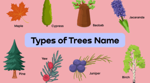 Презентація з англійської мови "Types of Trees"