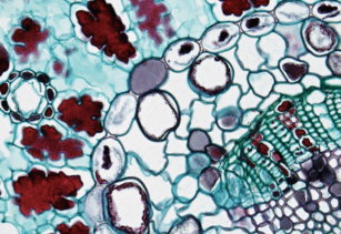 08017ok5-ec26-307x211.png