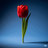 08017ope-3fc1-185x185.png