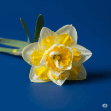 08017osx-6799-217x217.png