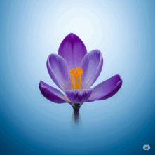 08017p1c-290a-221x221.png