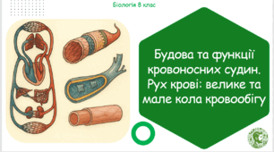 Презентація, конспект уроку та робочі аркуші на тему "Будова та функції кровоносних судин. Рух крові: велике та мале кола кровообігу". 8 клас НУШ