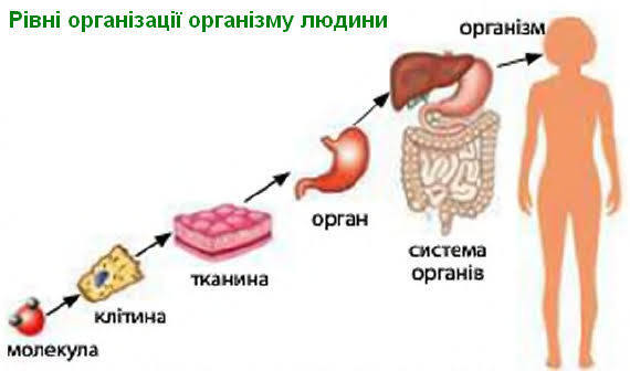 Ознаки живого організму Біологічна система Організм людини ...